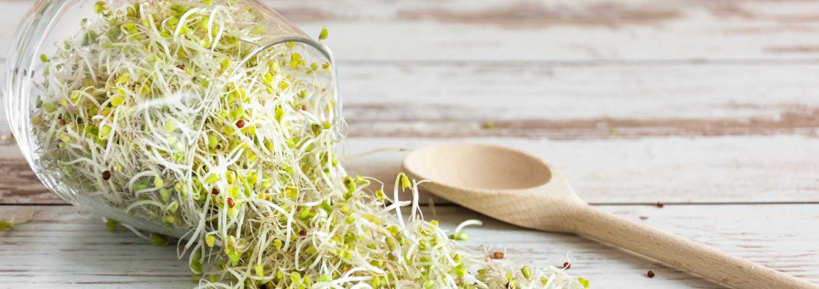 Sprouts_vs_Microgreen_Seeds_18611c78-a953-4bc1-9649-c03b119d1e97.jpg