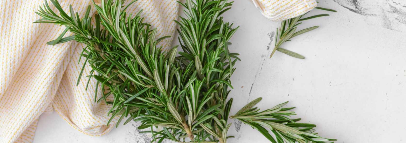 Rosemary_white_background_and_towel_bd440ea2-ad43-41f7-ab5e-627411461c37.jpg